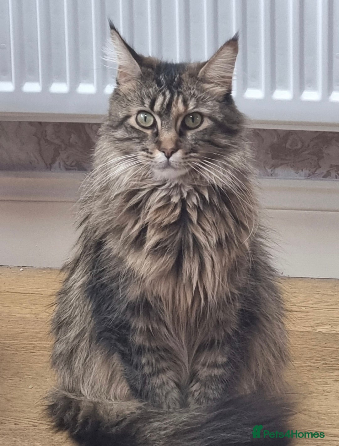 Maine Coon cats for sale: 4 Maine Coons (Mum, Dad, Son amd Daughter) - Image 3
