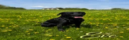 Labrador Retriever dogs for sale: Outstanding Labrador Puppies–Exceptional Pedigree - Advert 18