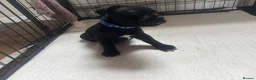 Staffordshire Bull Terrier dogs for sale: Ready to leave 23rd, staffy puppys(great quality)  - Advert 12