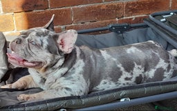French Bulldog dogs for sale: French Bulldog, Rehoming  - Image 2