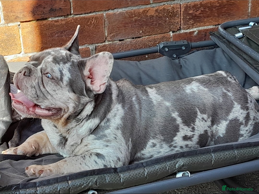 French Bulldog dogs for sale: French Bulldog, Rehoming  - Image 2