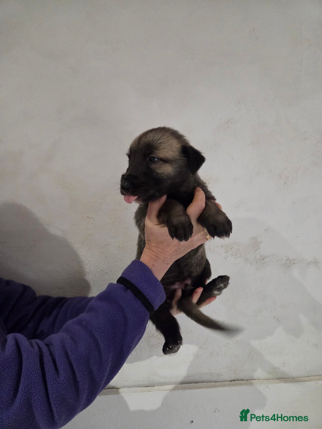 Irish Wolfhound dogs for sale: Irish wolfhound puppies for sale - Advert 7