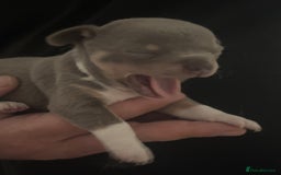 Chihuahua dogs for sale: Ready now ***Lilac girls - Image 11