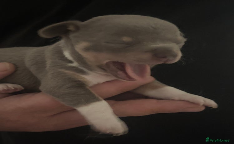 Chihuahua dogs - Advert 15