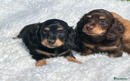 Miniature Dachshund dogs for sale: Beautiful long haired miniature dachshund puppies  - Image 10