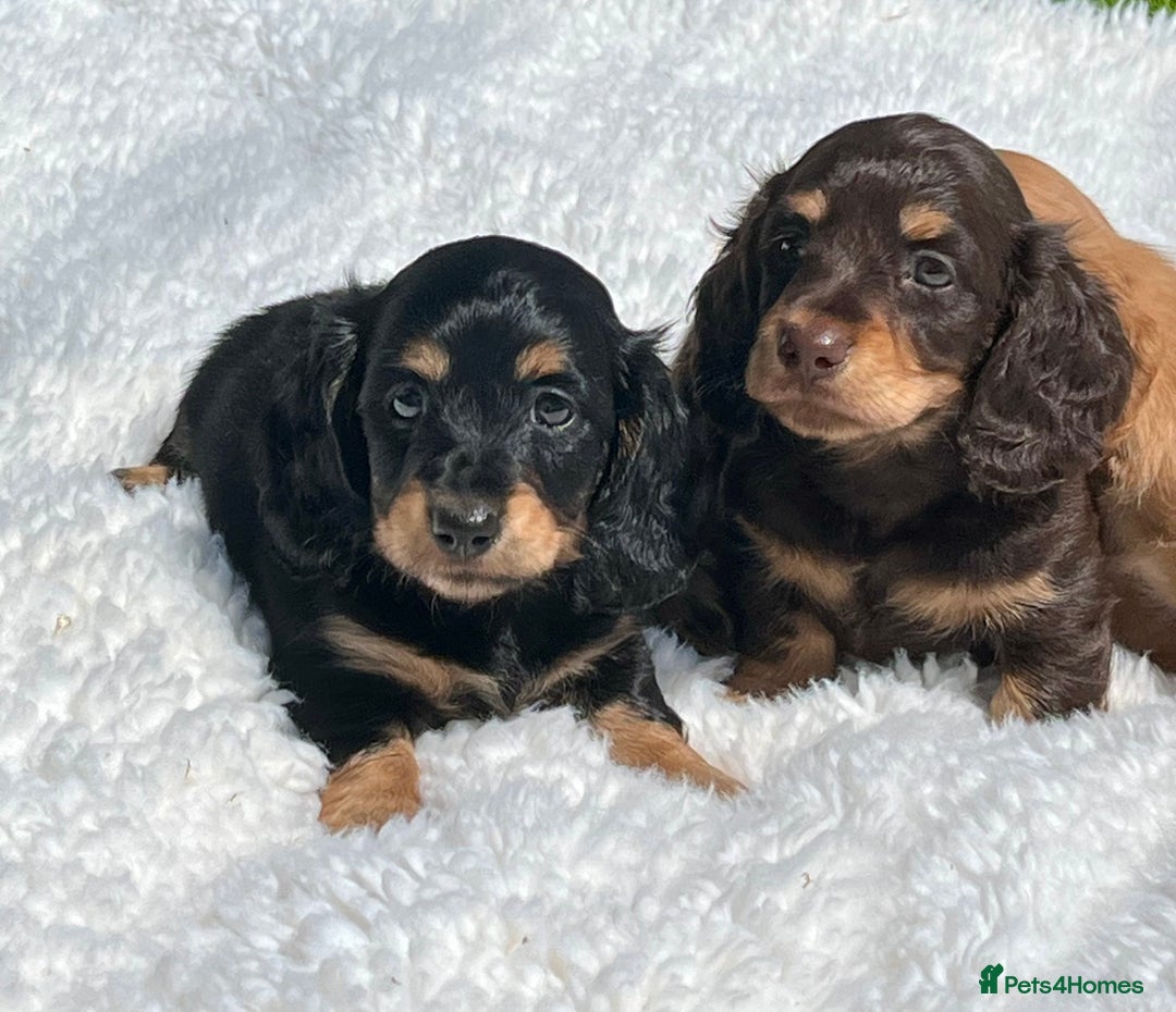 Miniature Dachshund dogs for sale: Beautiful long haired miniature dachshund puppies  - Image 10