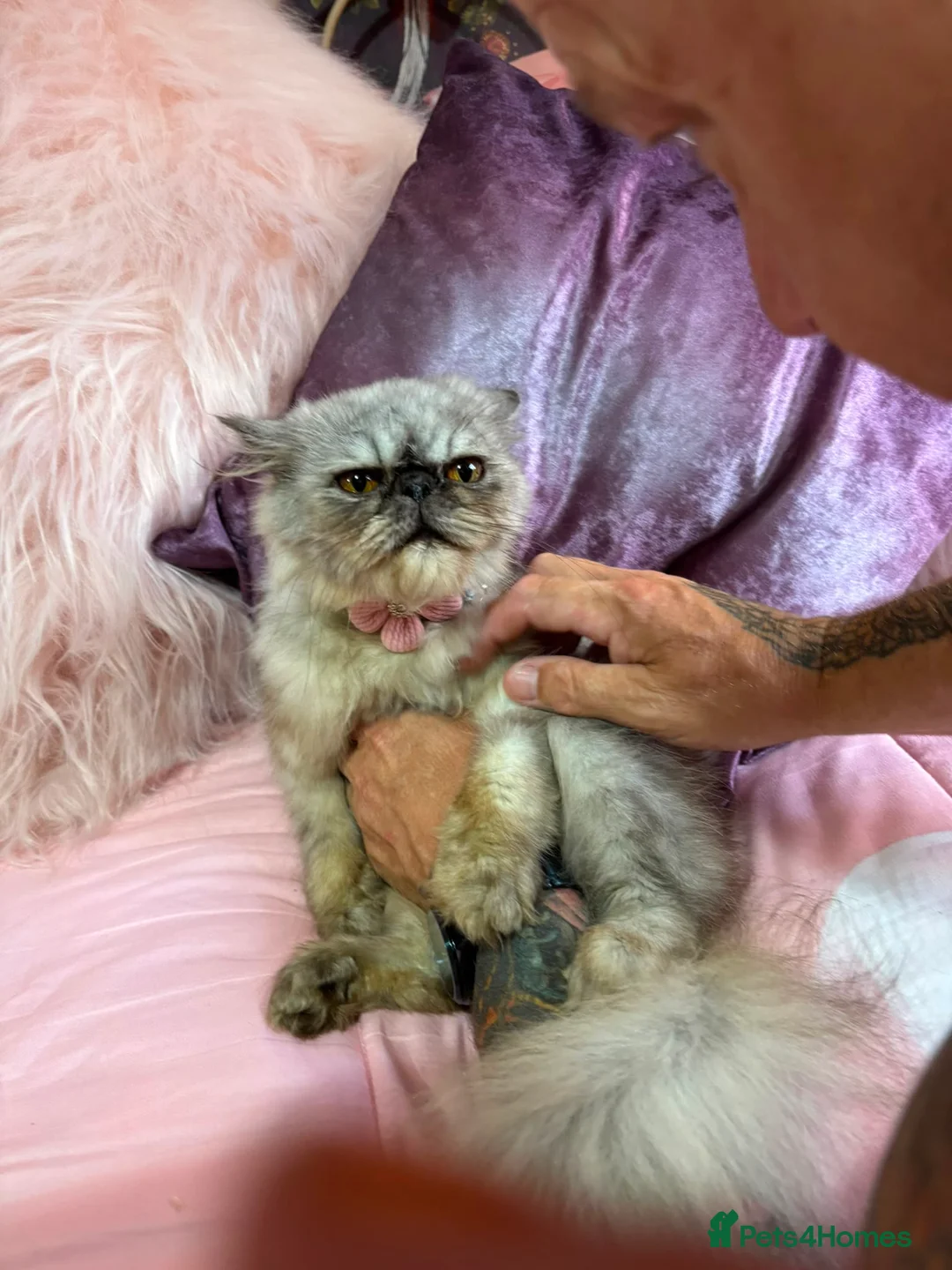 Persian cats for sale: Gorgeous  ** d exotic persian in Warrington - Advert 2