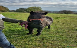 Shetland pony horses for sale: Shetland gelding  - Image 2