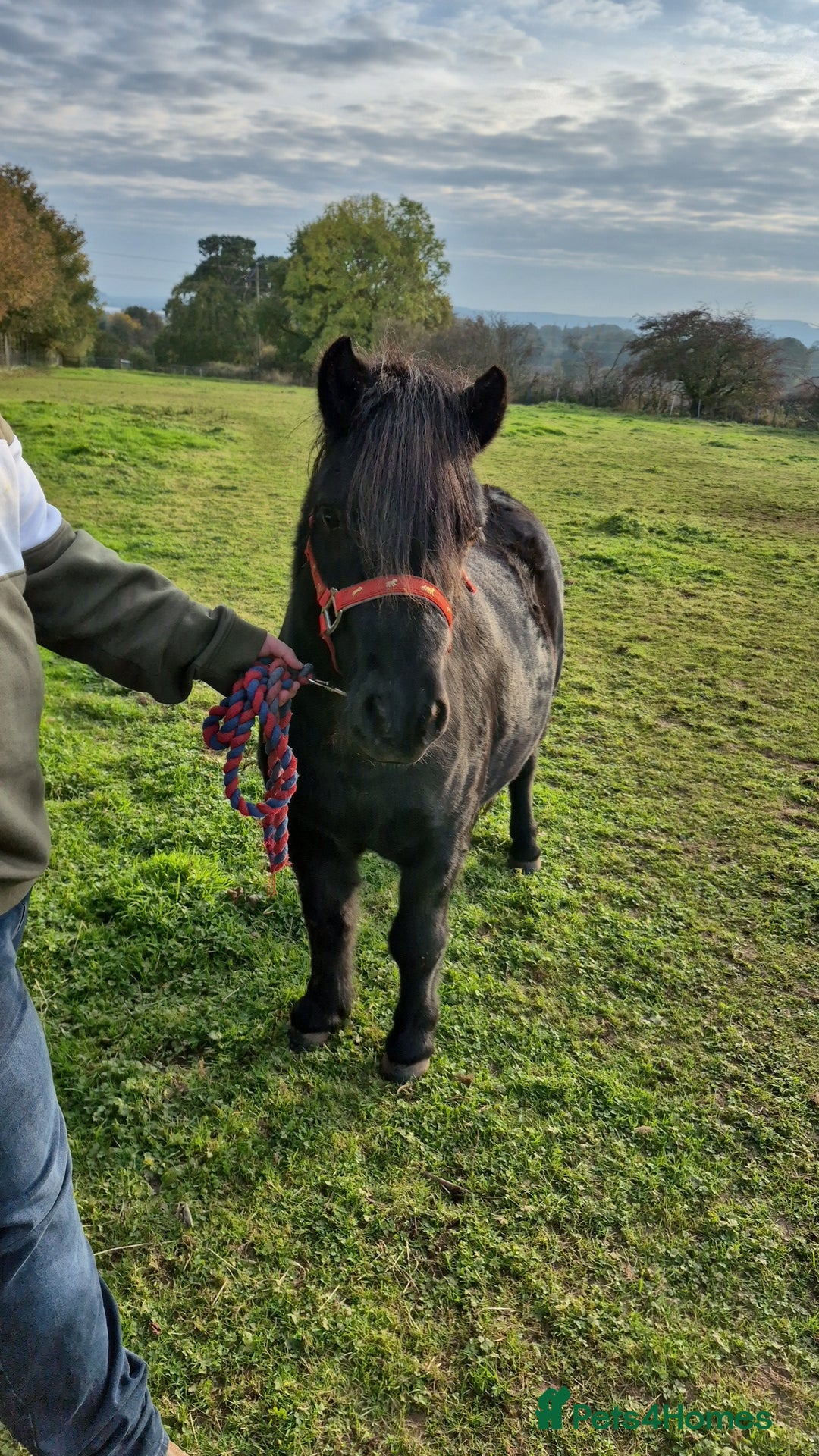 Shetland pony horses for sale: Shetland gelding  - Image 2