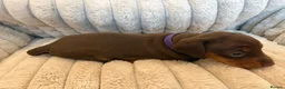 Miniature Dachshund dogs for sale: Miniature Dachshund Puppies  - Advert 2