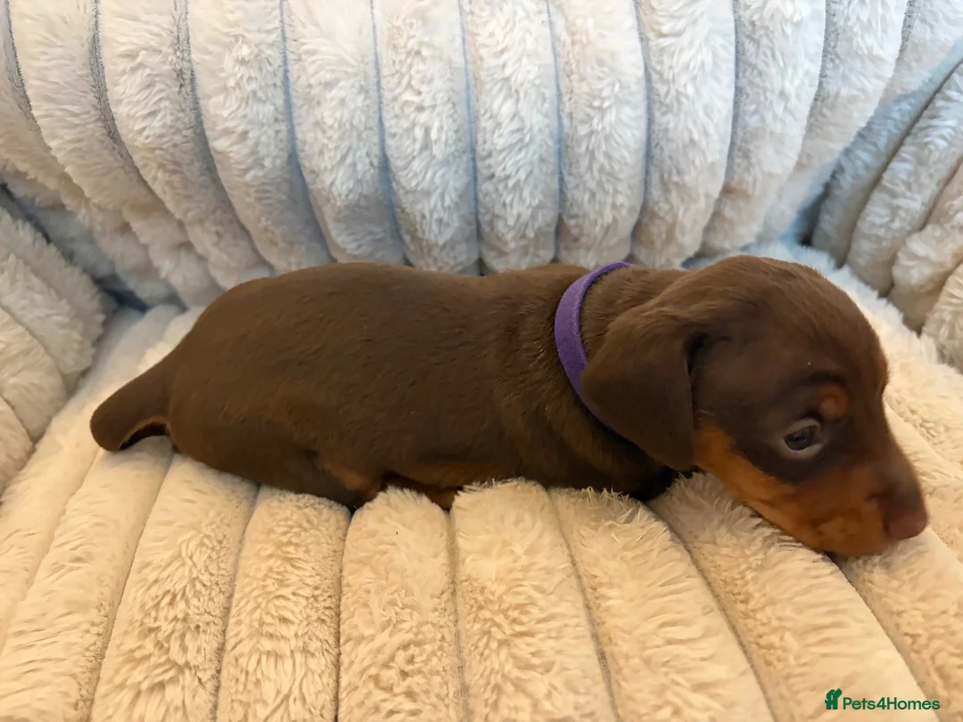 Miniature Dachshund dogs for sale: Miniature Dachshund Puppies  - Advert 2