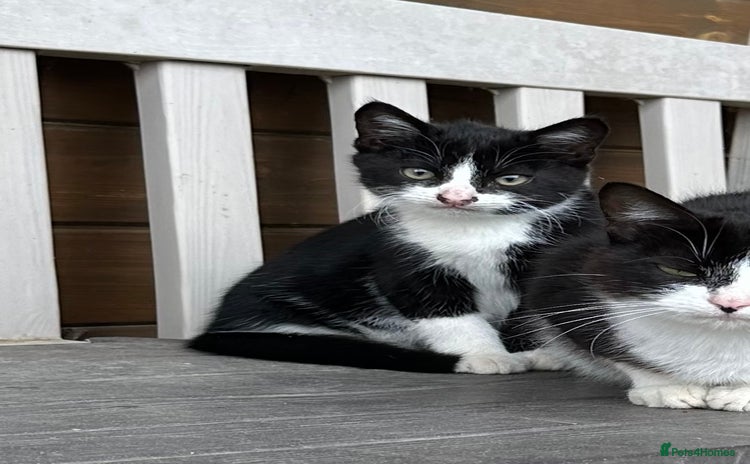 Domestic Shorthair cats - Advert 6