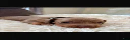 Miniature Dachshund dogs for sale: Outstanding dapple tan minature dashund puppies - Advert 6