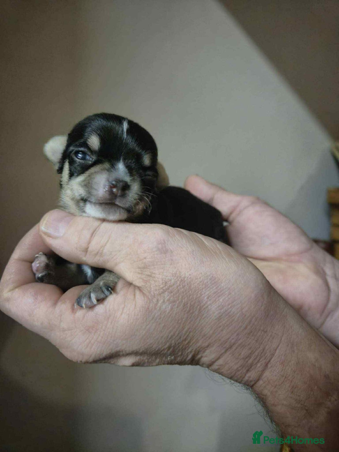 Chihuahua dogs for sale: ⭐️⭐️⭐️Chihuahuas for sale  - Advert 4