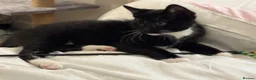 Mixed Breed cats for sale: Mr business seeking new home!  in Northampton - Advert 3