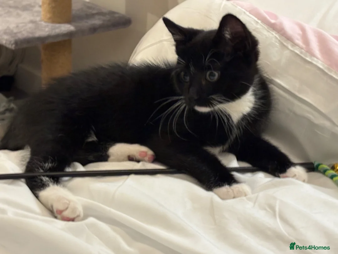 Mixed Breed cats for sale: Mr business seeking new home!  in Northampton - Advert 3