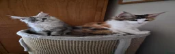 Maine Coon cats for sale: Beautiful Mainecoons  - Advert 7
