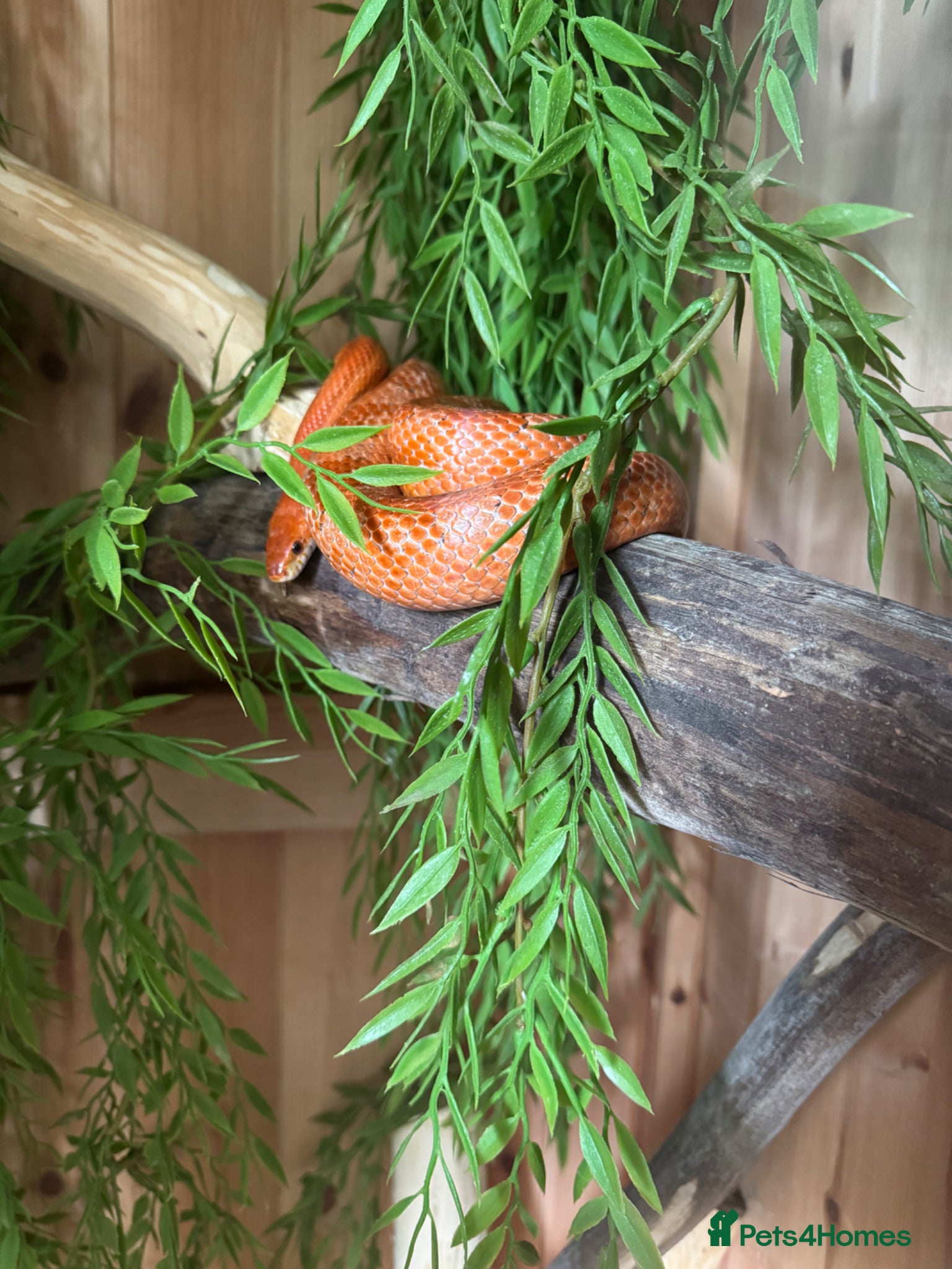 Corn Snake reptiles Cornsnake and large homemade viv - Advert 1