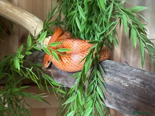 Corn Snake reptiles Cornsnake and large homemade viv - Advert 1
