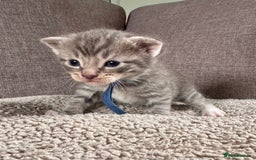 Mixed Breed cats for sale: Kittens for Sale - Image 3