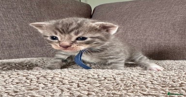 Mixed Breed cats - Advert 9