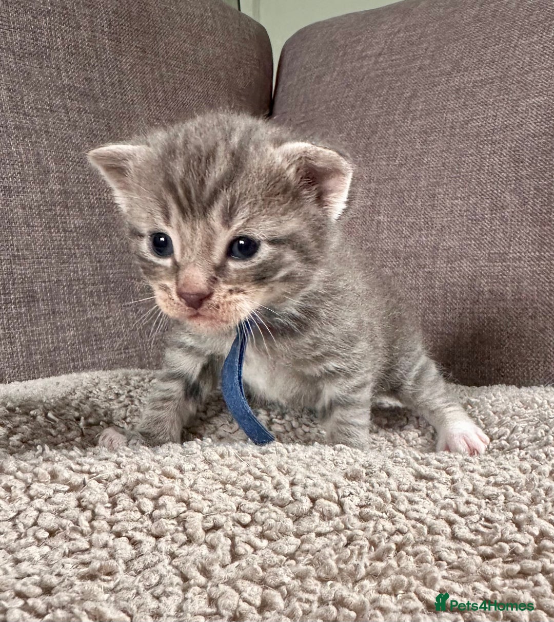 Mixed Breed cats for sale: Kittens for Sale - Image 3