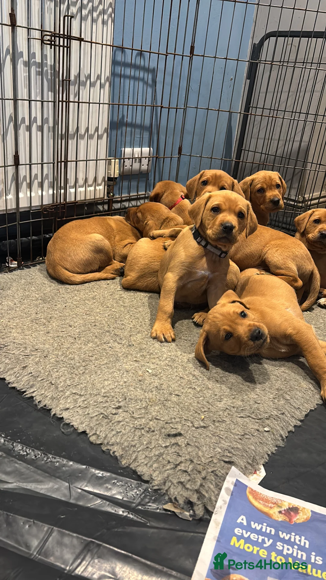 Labrador Retriever dogs for sale: Fox fed Labrador puppy in Heathfield - Advert 1