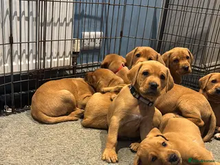 Labrador Retriever dogs Fox fed Labrador puppy - Advert 17