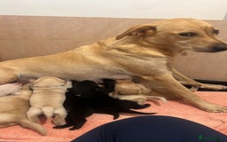 Labrador Retriever dogs for sale: Working/Active Pet - Image 19