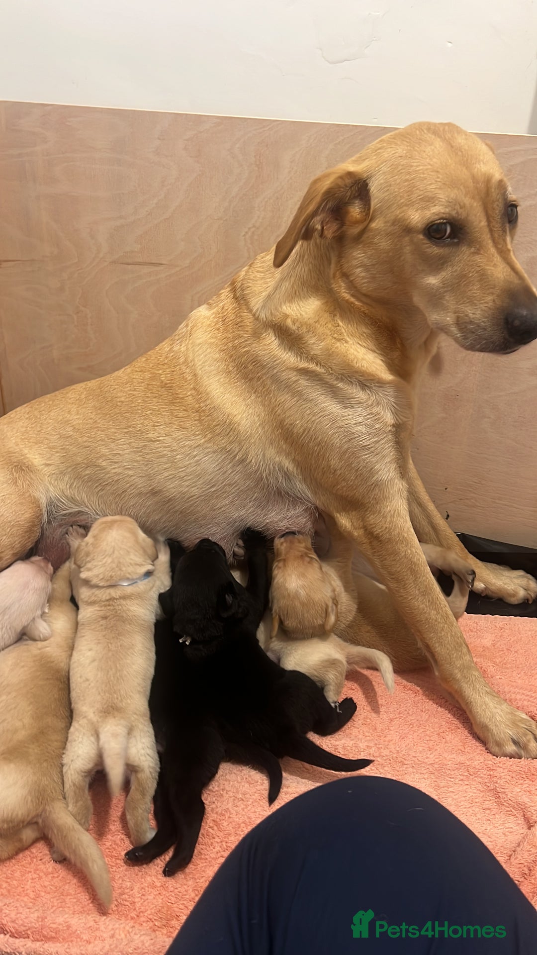 Labrador Retriever dogs for sale: Working/Active Pet - Image 19