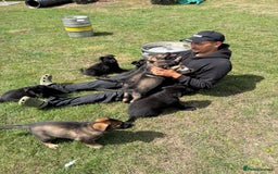 German Shepherd dogs for sale: READY NOW - Image 5