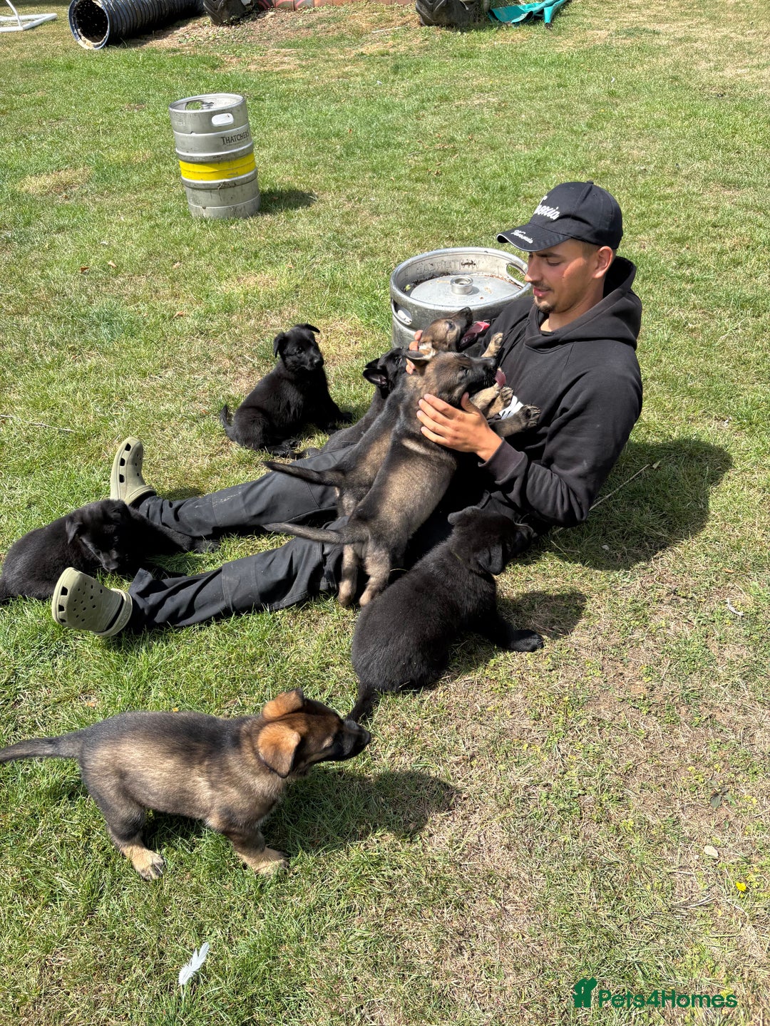 German Shepherd dogs for sale: READY NOW - Image 5