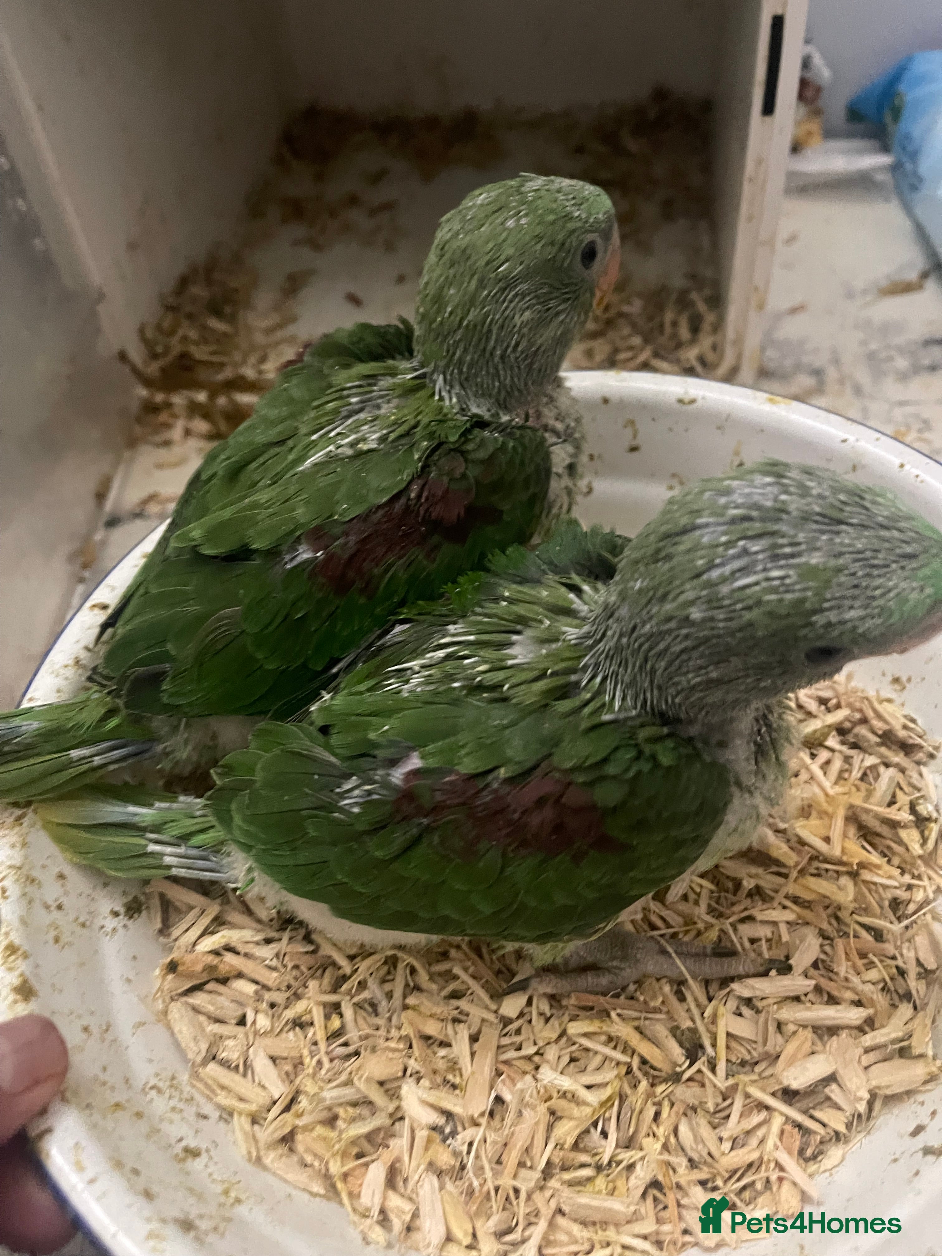 Parrots birds Alexandrine baby parrots  - Advert 1