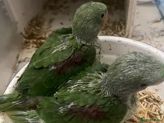 Parrots birds Alexandrine baby parrots - Advert 1