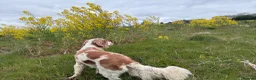 Cocker Spaniel dogs for sale: Orange and white cocker dog 2yr - Advert 2