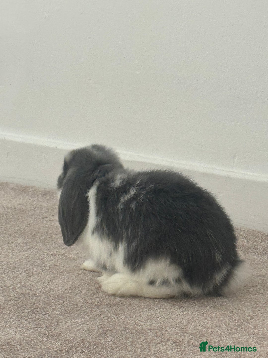 Mini Lop rabbits for sale: Beautiful, friendly mini lops - Advert 3