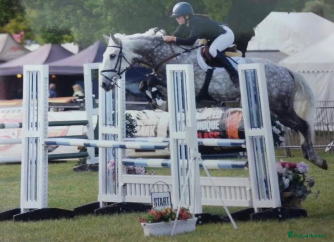 Connemara horses for sale: the ultimate school mistress🏡 - Advert 2