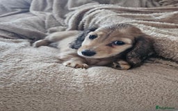 Dachshund dogs for sale: Miniature dachshunds - Image 4