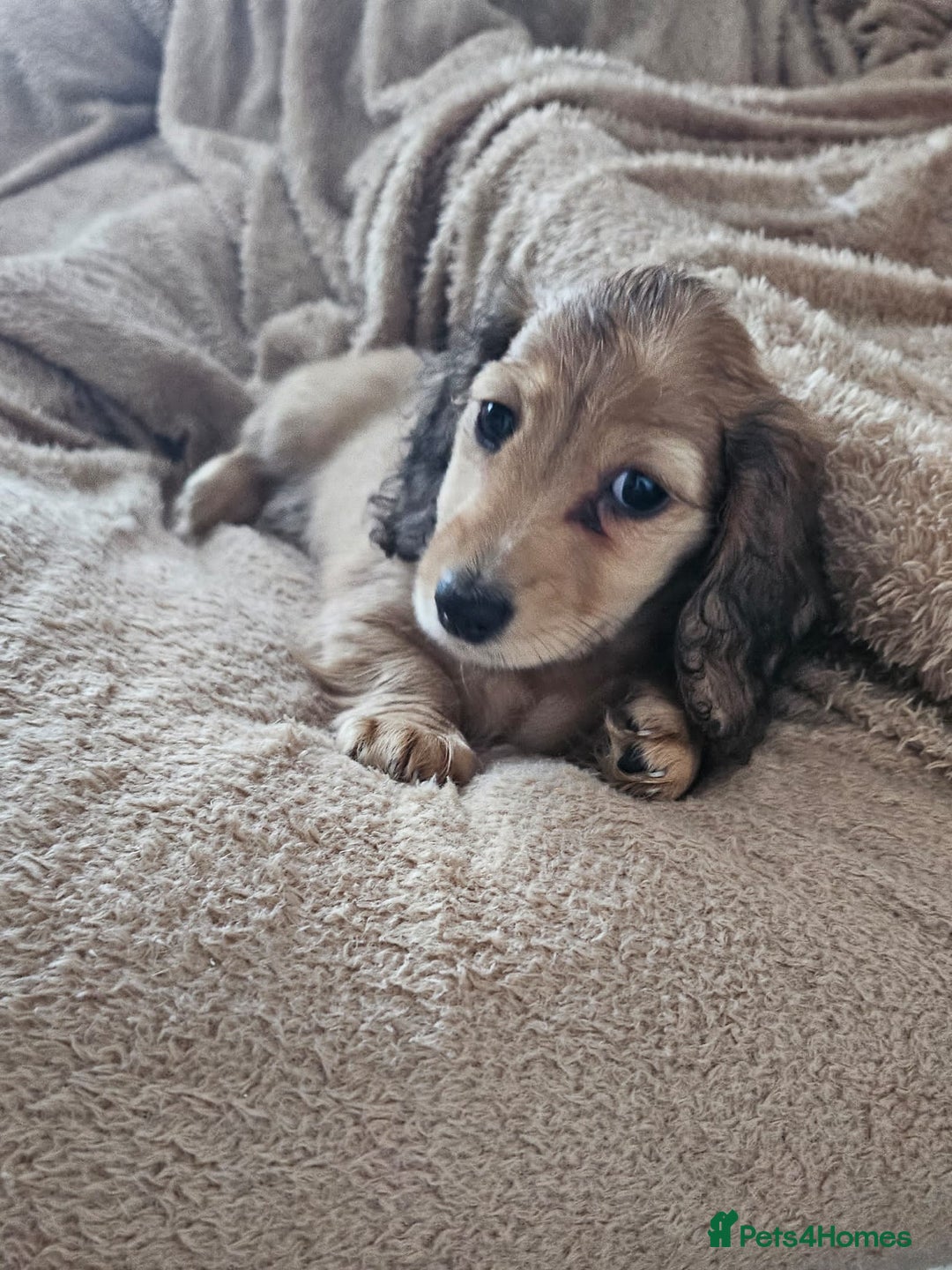 Dachshund dogs for sale: Miniature dachshunds - Image 4