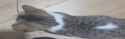 British Shorthair cats for sale: Four cross breed cuties. - Advert 12