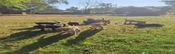 Labrador Retriever dogs for sale: Stunnning KC registered puppies. Ready to leave. - Advert 13