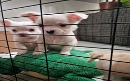 Chihuahua dogs for sale: Chihuahuas puppy's   - Image 26