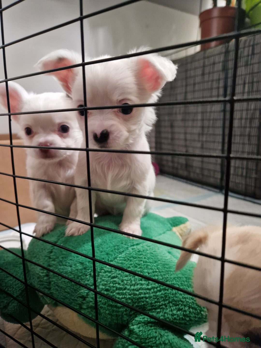 Chihuahua dogs for sale: Chihuahuas puppy's   - Image 26