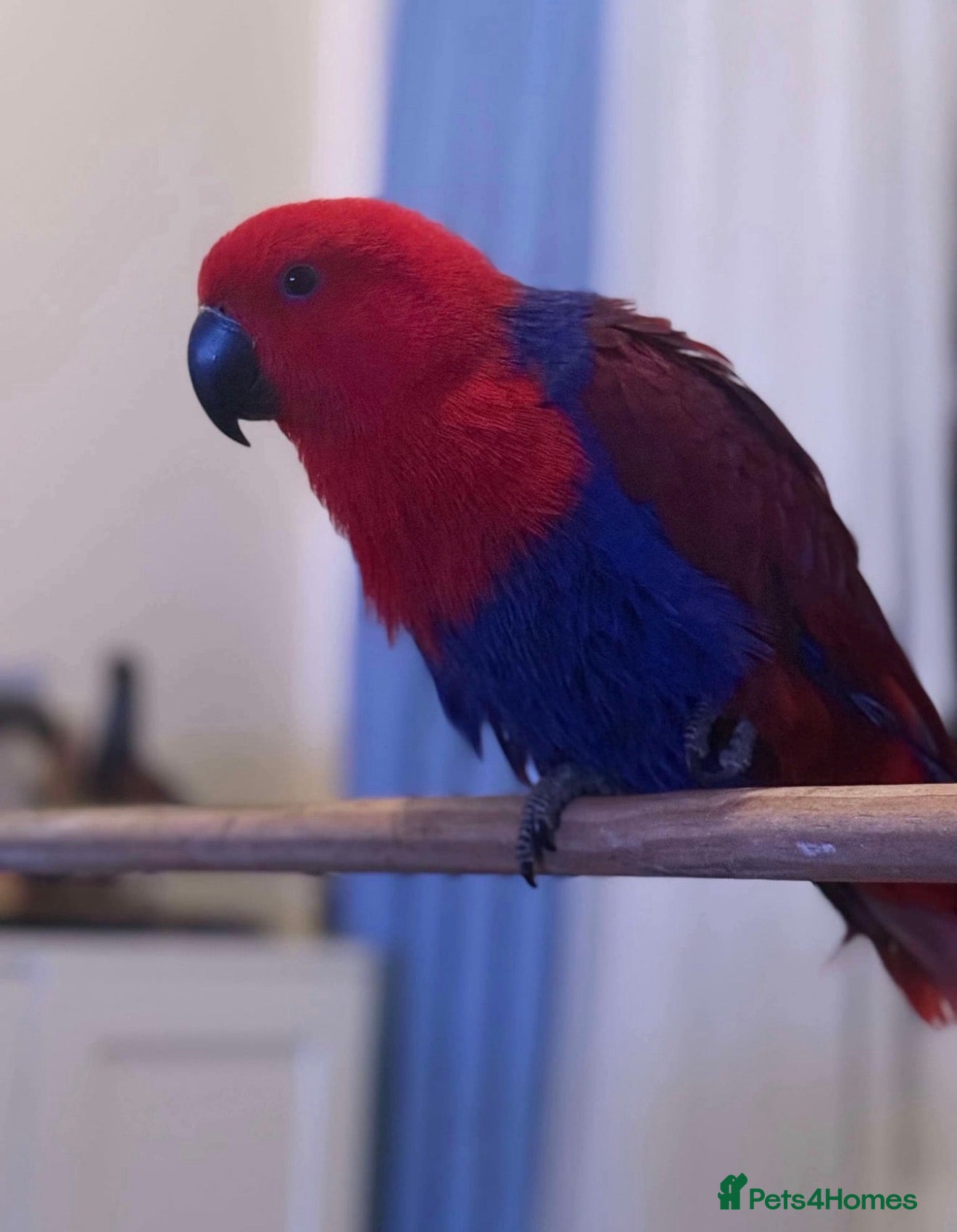 Parrots birds for sale: Eclectus parrot - Advert 2