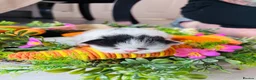 Persian cats for sale: 💖💖🐱💙💙 Persian kittens 💙💙🐱💖💖 - Advert 33
