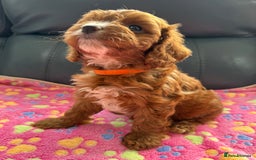 Cavapoo dogs for sale: Outstanding Red F1 cavapoo puppies H/C DNA CLEAR - Image 29
