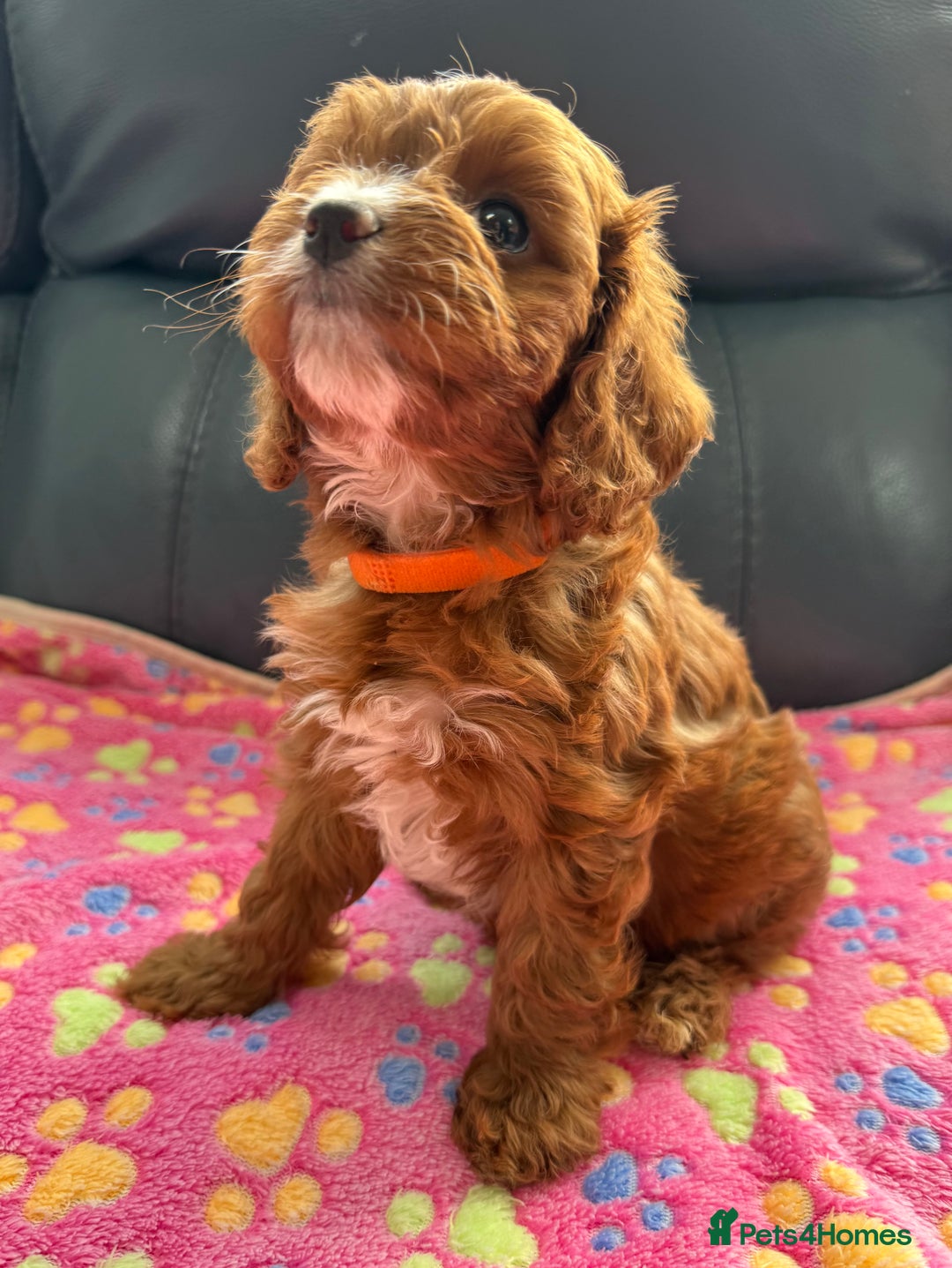 Cavapoo dogs for sale: Outstanding Red F1 cavapoo puppies H/C DNA CLEAR - Image 29