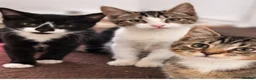 British Shorthair cats for sale: Fluffy loving beautiful markings Kittie's  in Telford - Advert 8