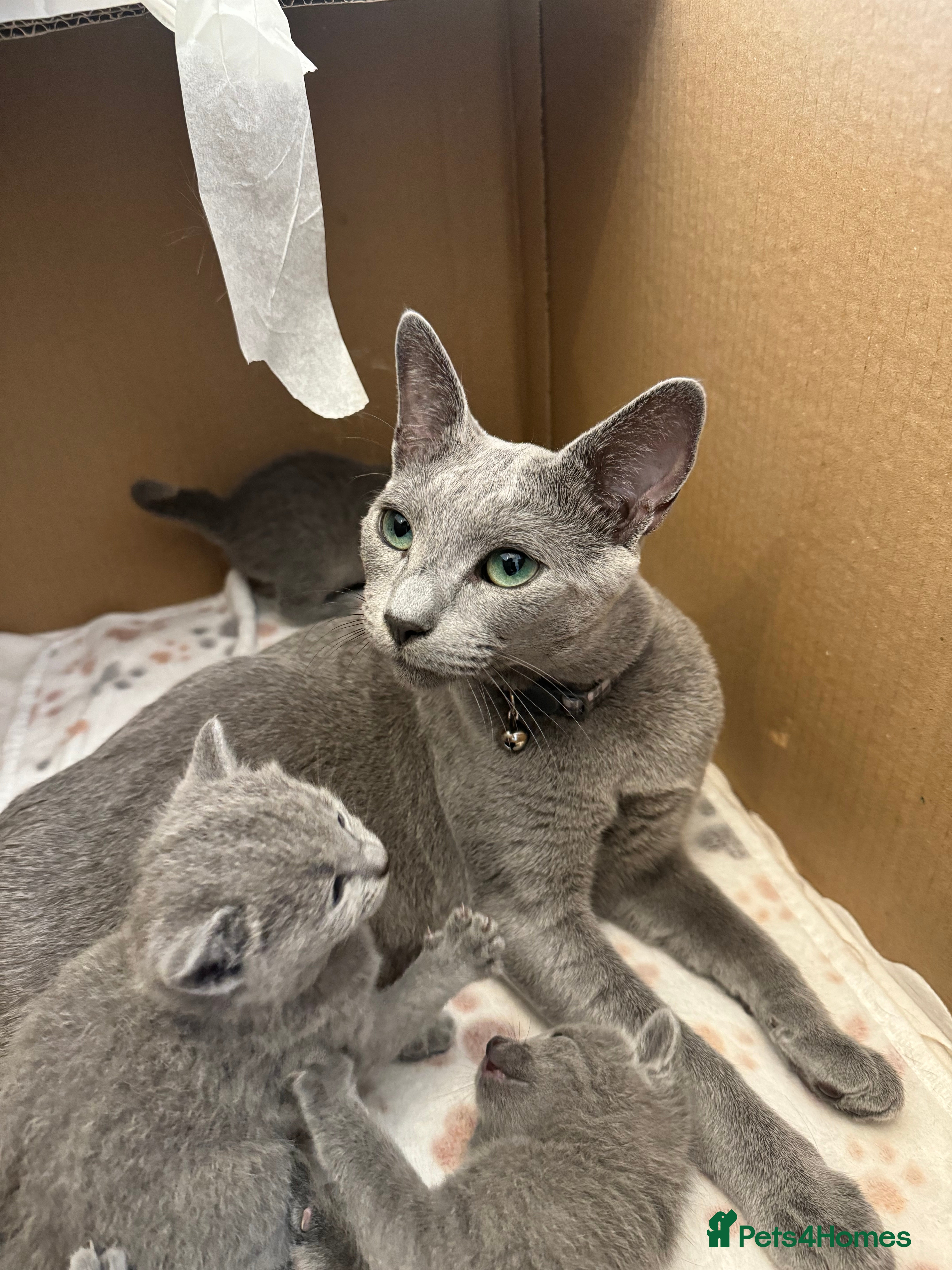 Russian Blue cats 🐾 Premium Home-Raised Russian Blue Kittens -Ready - Advert 15