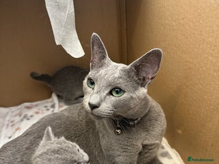 Russian Blue cats 🐾 Premium Home-Raised Russian Blue Kittens -Ready - Advert 3